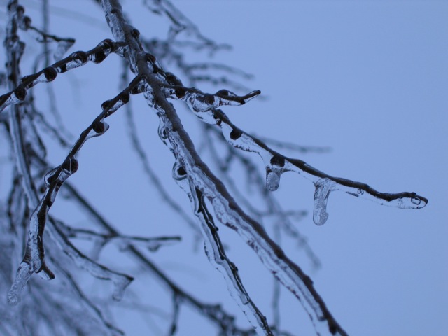 iced-tree.jpg