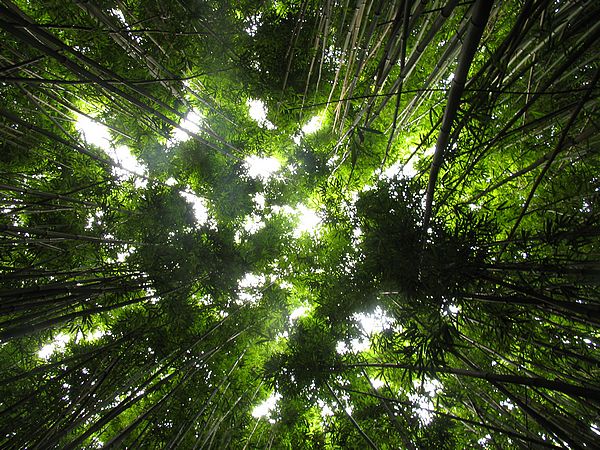 bamboo.jungle.plants2